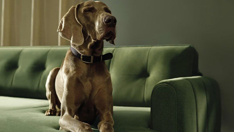 Les tissus « pet-friendly », réalité technique ou slogan marketing ?